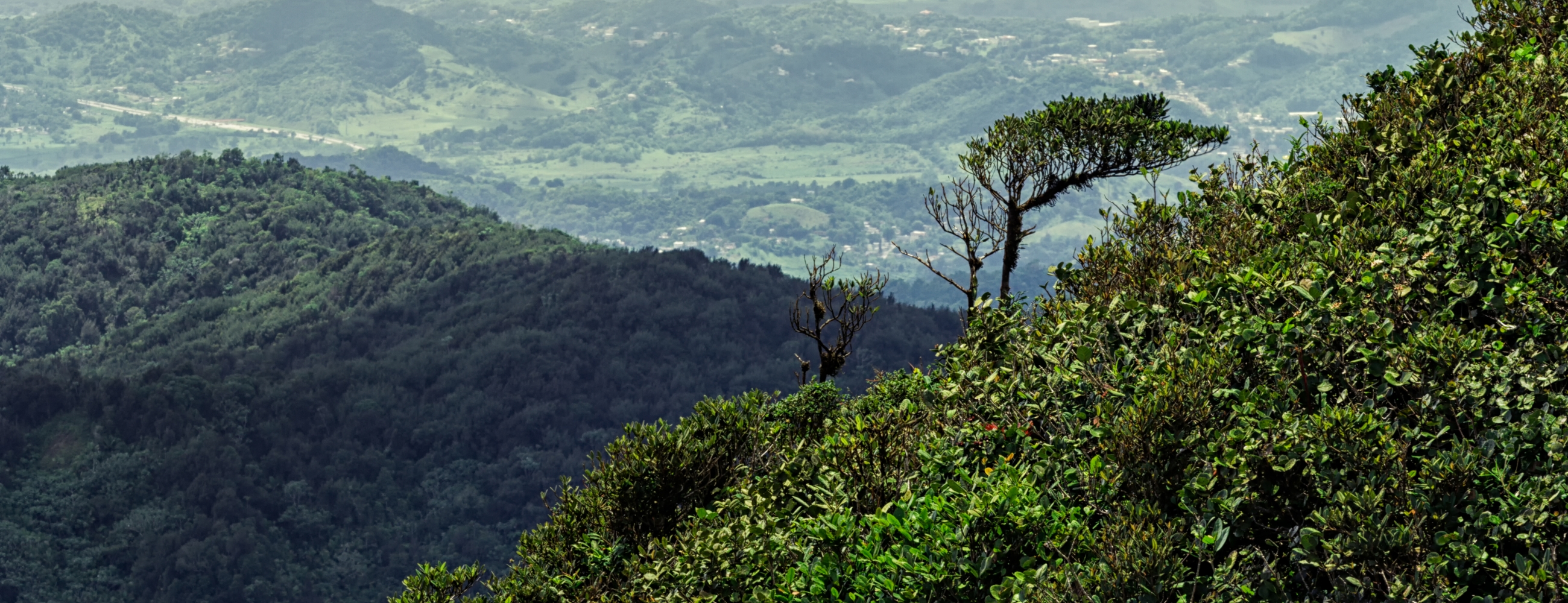 esta-mi-favorita-hector-gerenaroca-el-yunque-trail_2010_10_07