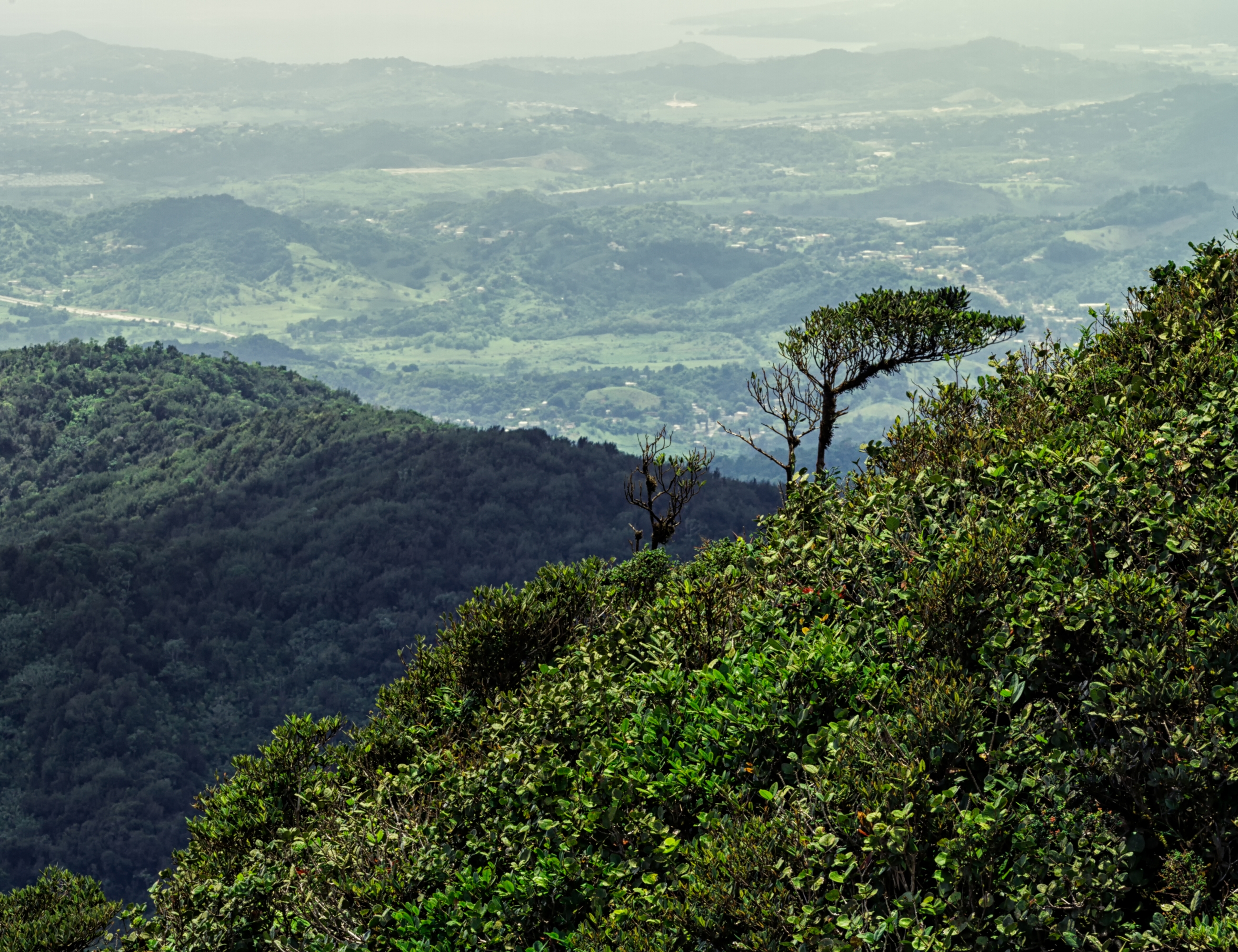 esta-mi-favorita-hector-gerenaroca-el-yunque-trail_2010_10_07