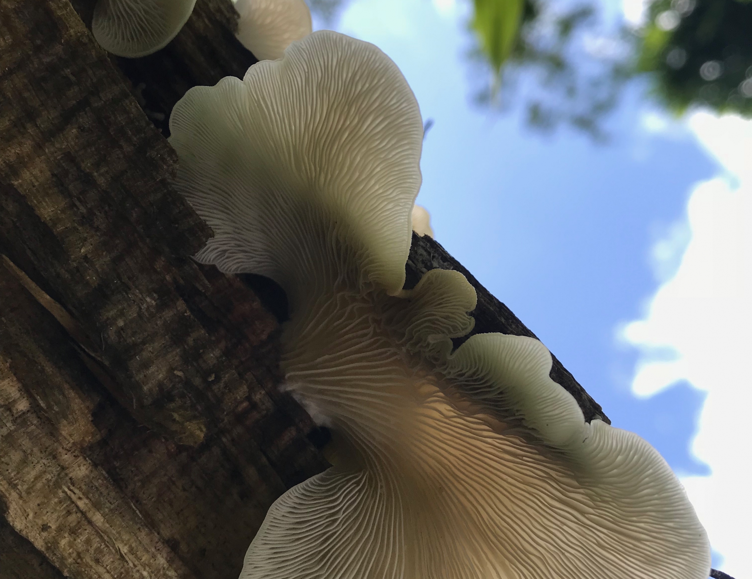 natalia_pleurotus_djamor_2